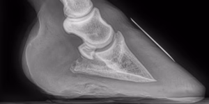 xray of laminitic foot