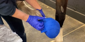 A poultice on a hoof abscess