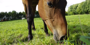 Horse eating grass