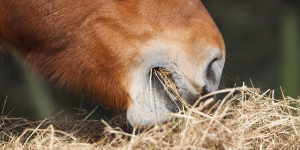 pony eating hay